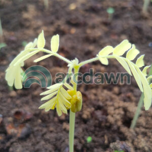 tamarind / asam jawa (tamarindus indica) h1