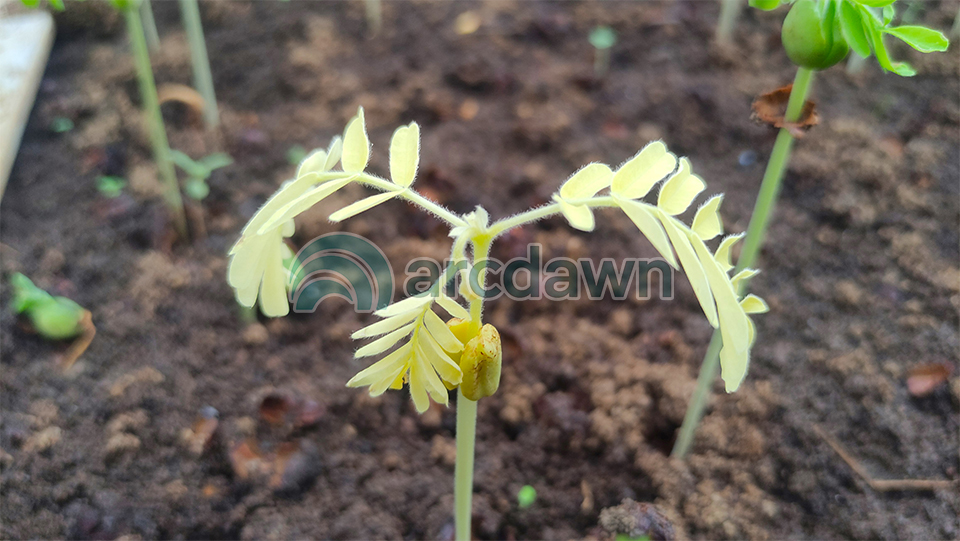 tamarind / asam jawa (tamarindus indica) h1 tamarind / asam jawa (tamarindus indica) h1