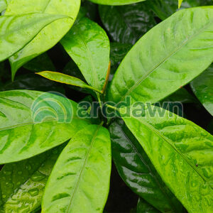 nutmeg / pala (myristica fragrans) h1