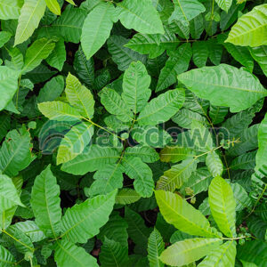 matoa (pometia pinnata) h1