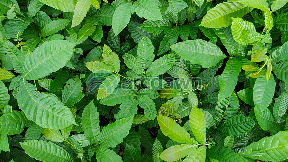 matoa (pometia pinnata) h1 matoa (pometia pinnata) h1