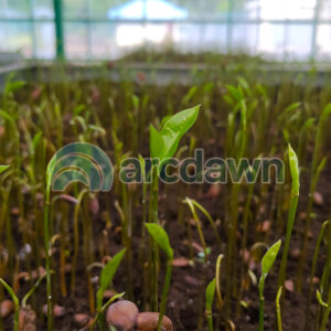 soursop / sirsak (annona muricata) h1