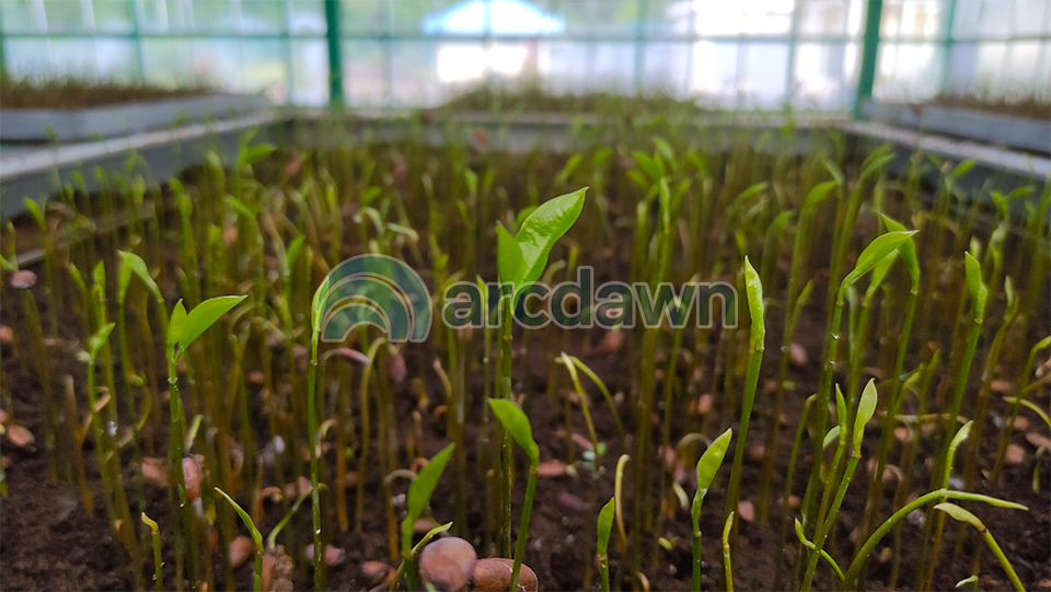 soursop / sirsak (annona muricata) h1 soursop / sirsak (annona muricata) h1