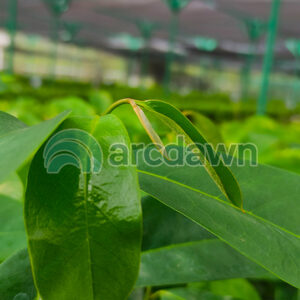 soursop / sirsak (annona muricata) h1