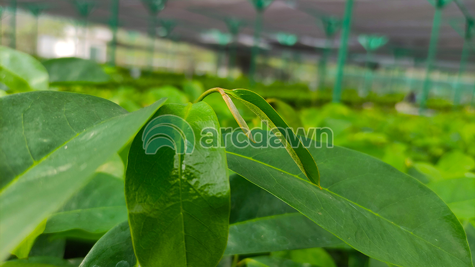 soursop / sirsak (annona muricata) h1 soursop / sirsak (annona muricata) h1