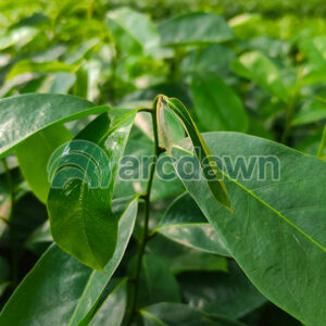 soursop / sirsak (annona muricata) h1