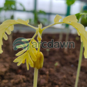 tamarind / asam jawa (tamarindus indica) h1