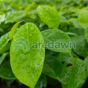 soursop / sirsak (annona muricata) h1