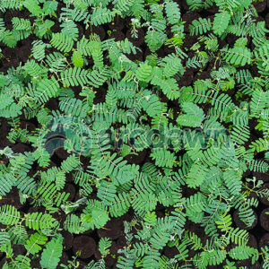 tamarind / asam jawa (tamarindus indica) h1