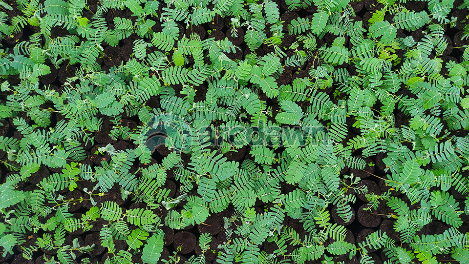 tamarind / asam jawa (tamarindus indica) h1 tamarind / asam jawa (tamarindus indica) h1