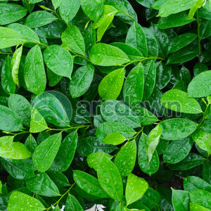 soursop / sirsak (annona muricata) h1