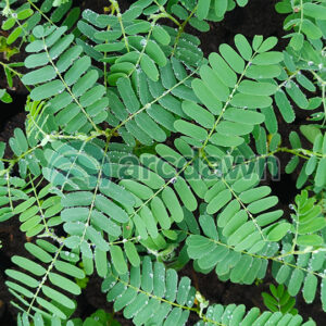 tamarind / asam jawa (tamarindus indica) h1