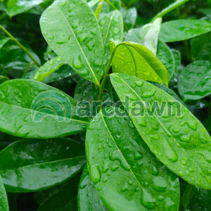 soursop / sirsak (annona muricata) h1