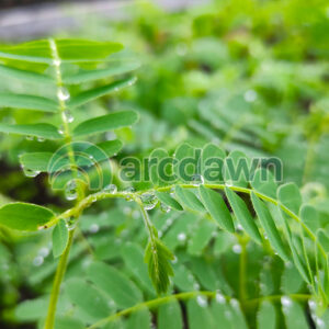tamarind / asam jawa (tamarindus indica) h1