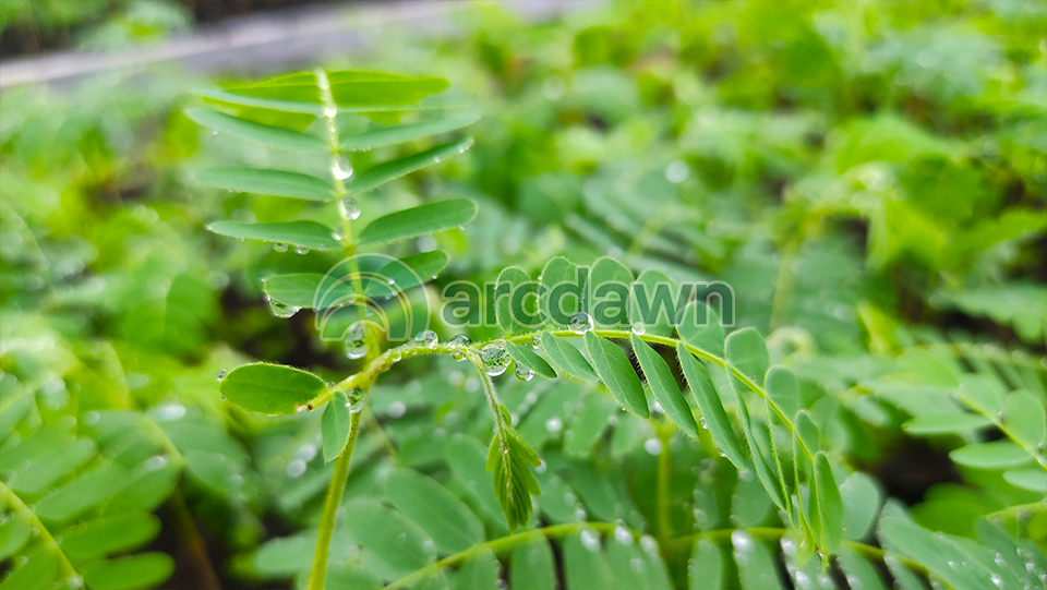 tamarind / asam jawa (tamarindus indica) h1 tamarind / asam jawa (tamarindus indica) h1
