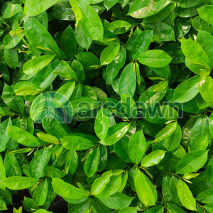 soursop / sirsak (annona muricata) h1