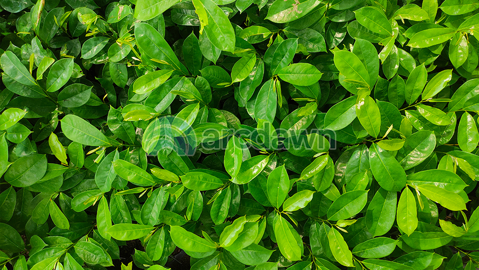 soursop / sirsak (annona muricata) h1 soursop / sirsak (annona muricata) h1