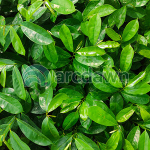 soursop / sirsak (annona muricata) h1