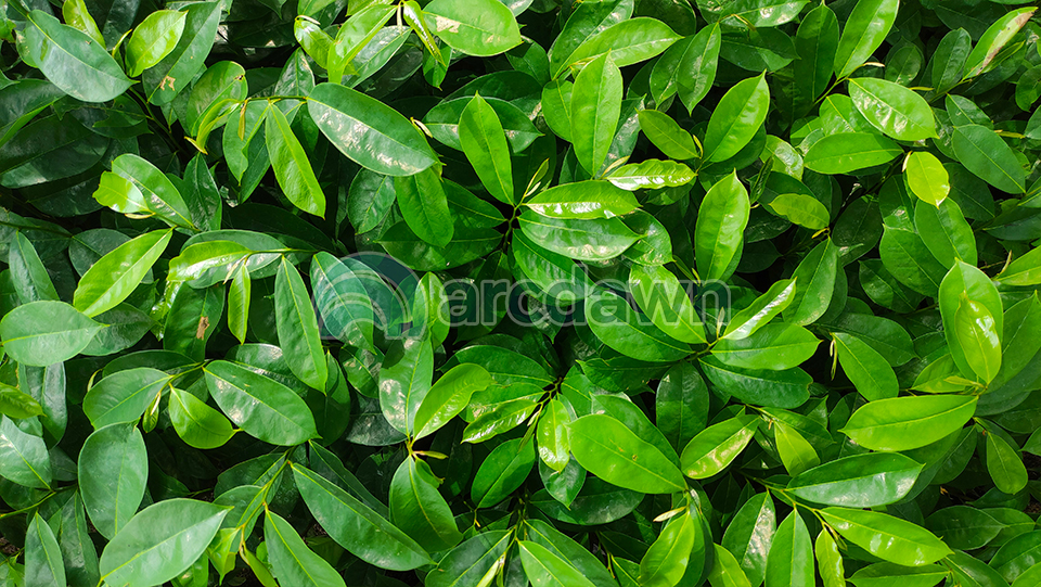 soursop / sirsak (annona muricata) h1 soursop / sirsak (annona muricata) h1