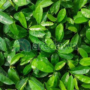 soursop / sirsak (annona muricata) h1