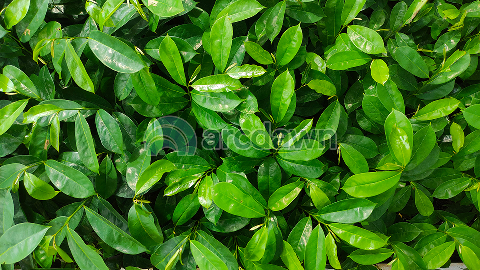 soursop / sirsak (annona muricata) h1 soursop / sirsak (annona muricata) h1