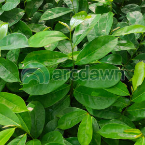 soursop / sirsak (annona muricata) h1