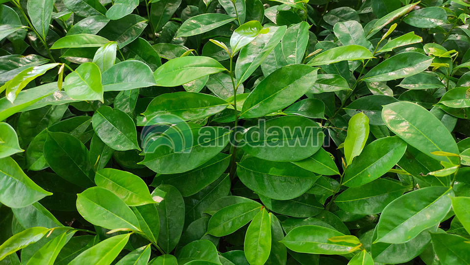 soursop / sirsak (annona muricata) h1 soursop / sirsak (annona muricata) h1