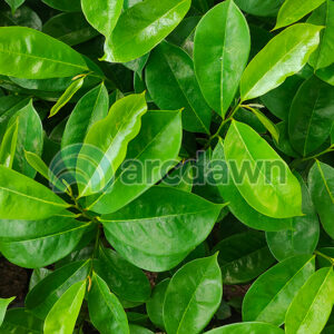 soursop / sirsak (annona muricata) h1