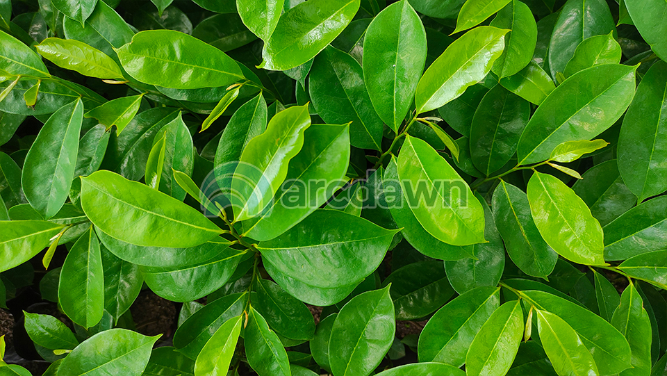 soursop / sirsak (annona muricata) h1 soursop / sirsak (annona muricata) h1