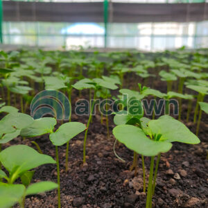 ketapang kencana (terminalia mantaly) h1