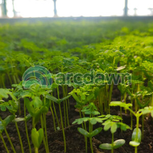 Home sengon (falcataria moluccana) h1