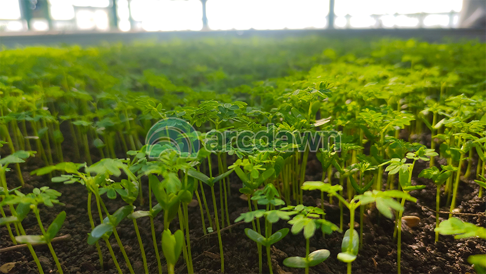 sengon (falcataria moluccana) h1 sengon (falcataria moluccana) h1