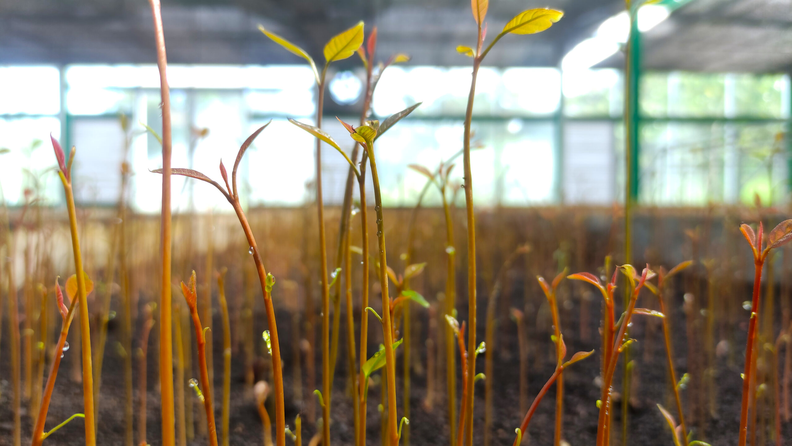 arcdawn mahoni h (12)