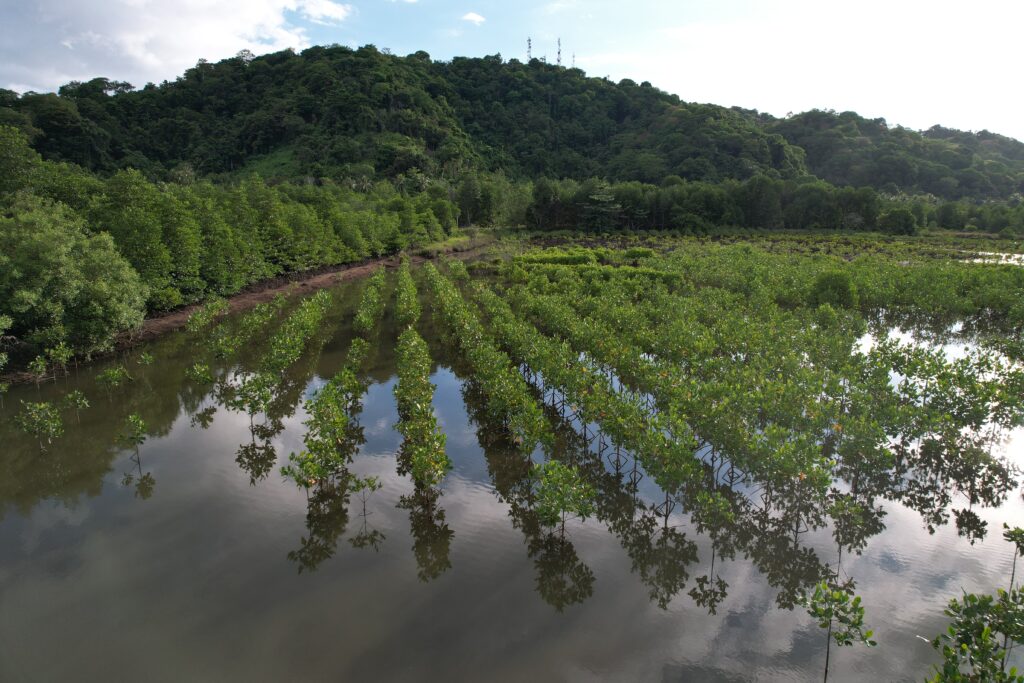 Pohon Mangrove