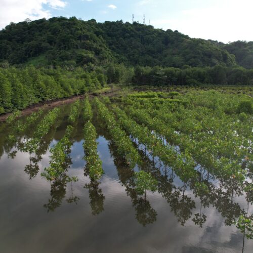 Pohon Mangrove