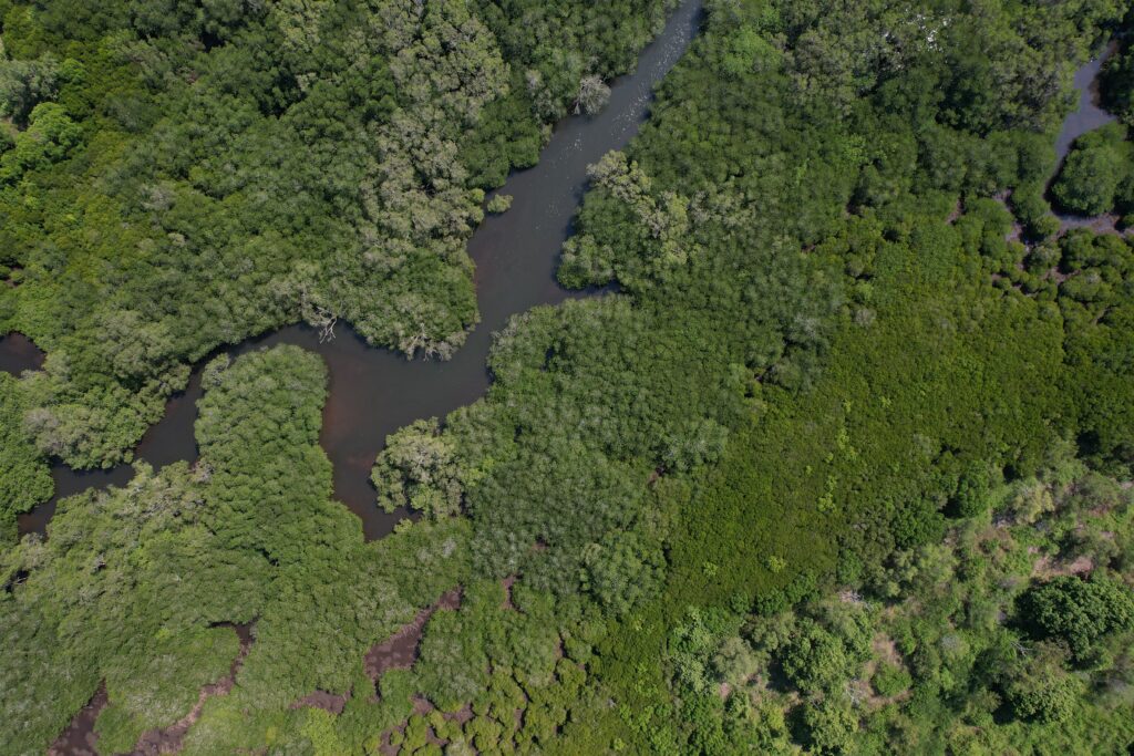 Ortho Drone Mangrove Lansa