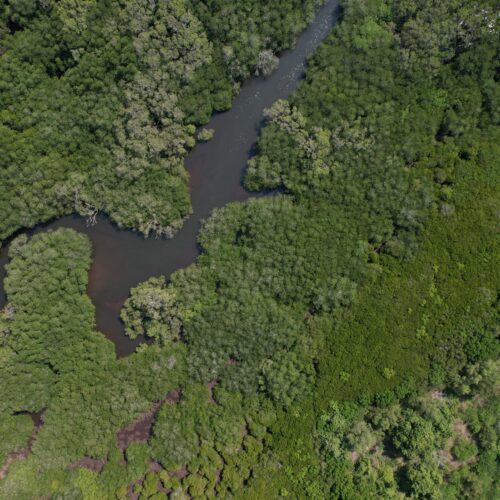 Ortho Drone Mangrove Lansa