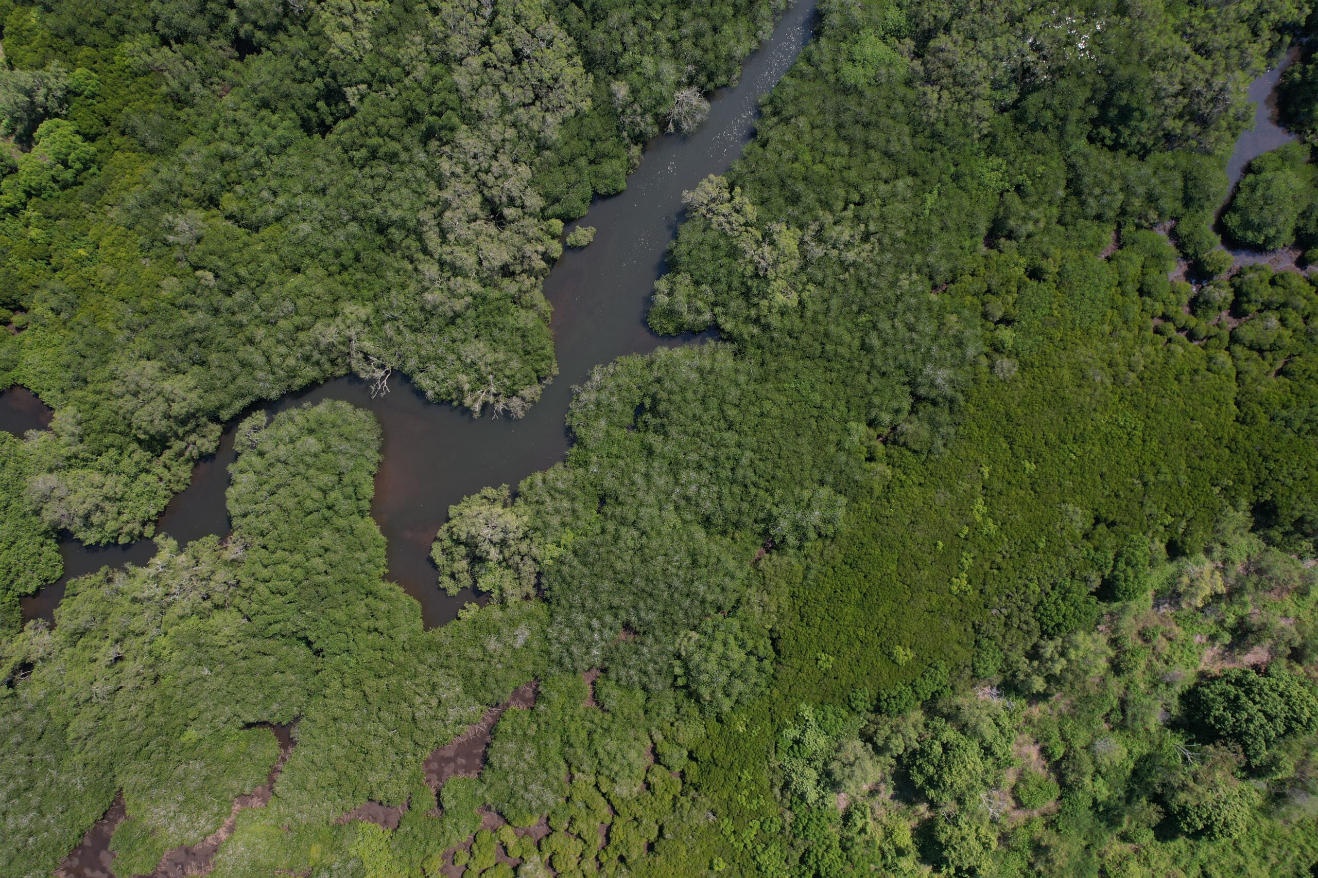 Ortho Drone Mangrove Lansa