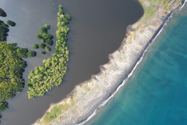 Mangrove